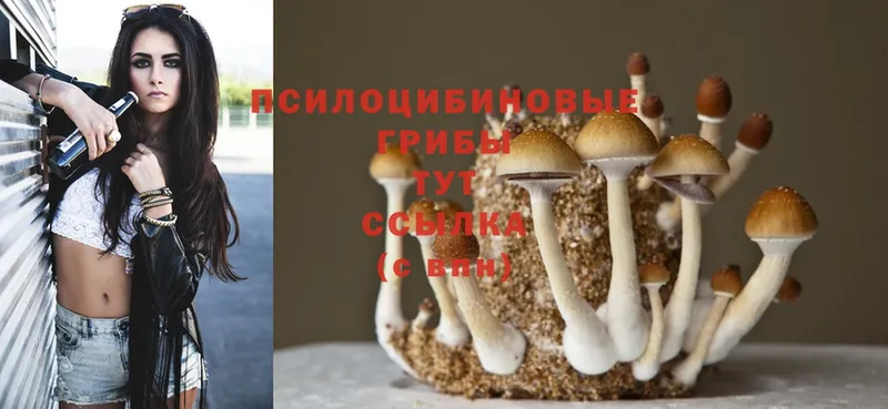 хочу   Хотьково  Псилоцибиновые грибы Psilocybe 